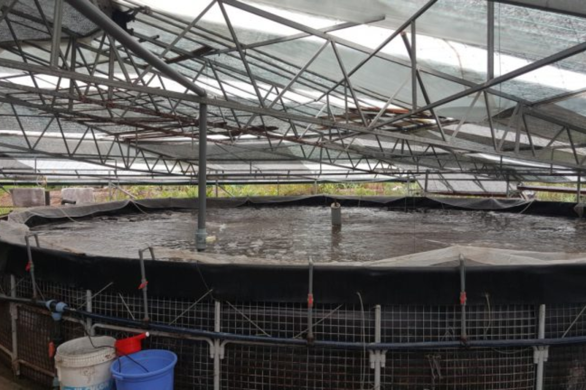 Bể ương tròn nổi của trại tôm anh Đỗ Mai Huy, Hải Phòng