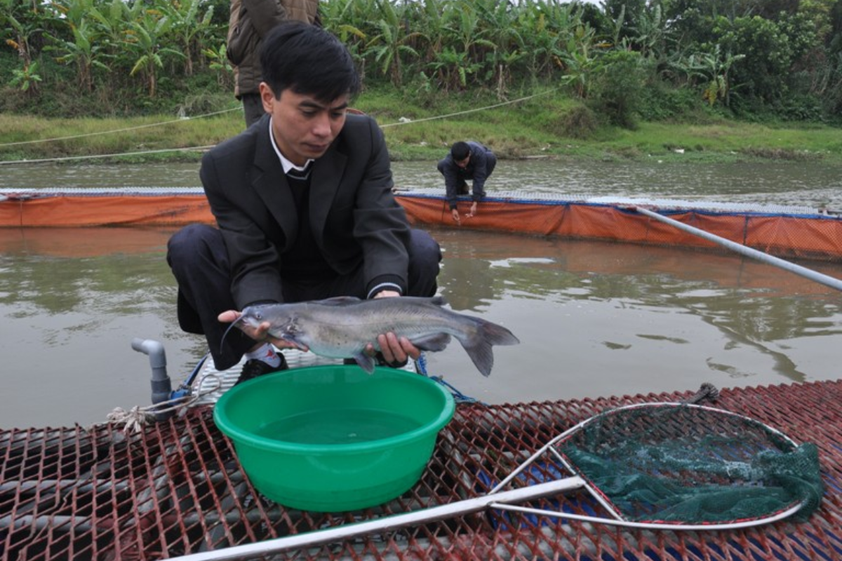 Cá nheo Mỹ được nuôi nhiều tại các tỉnh miền Bắc