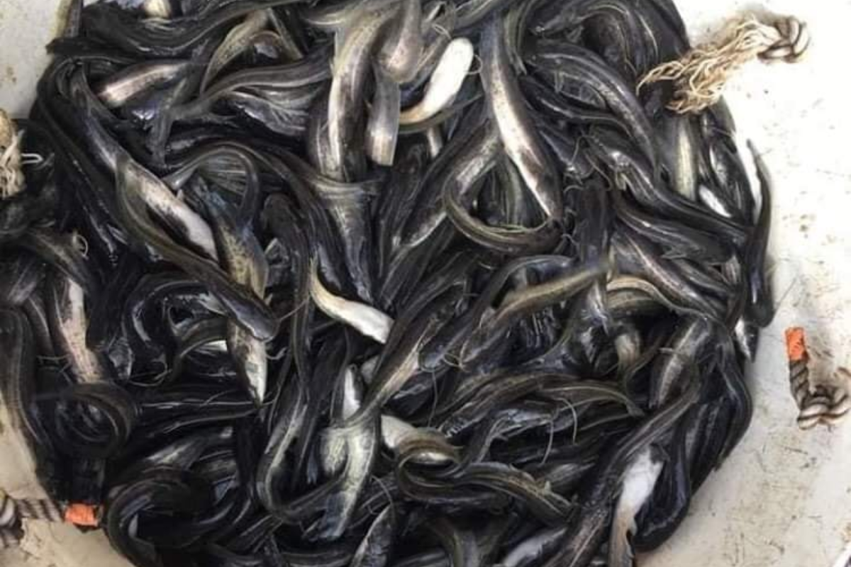 Cá nheo Mỹ thương phẩm mang giá trị khá cao