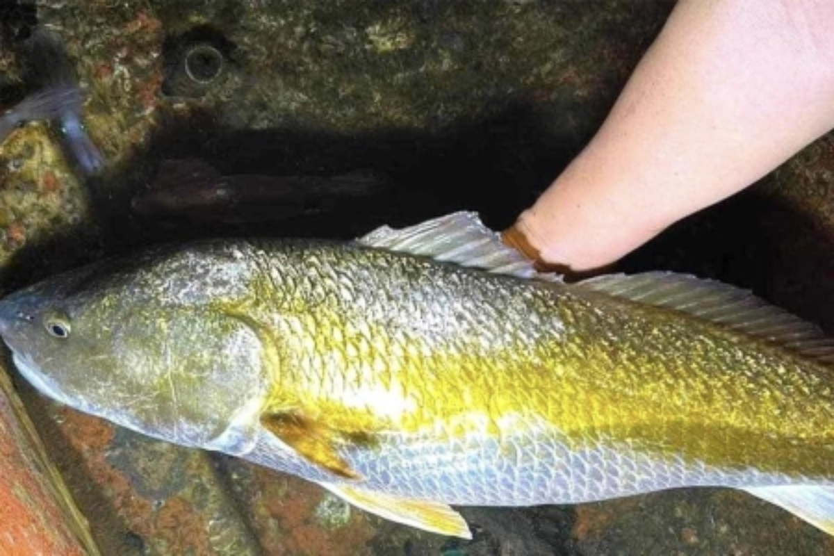 Cá sủ vàng trong tự nhiên đang dần cạn kiệt vì đánh bắt quá mức