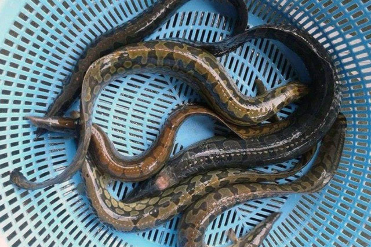 Cá chạch là nguyên liệu quen thuộc trong nhiều món ăn dân gian