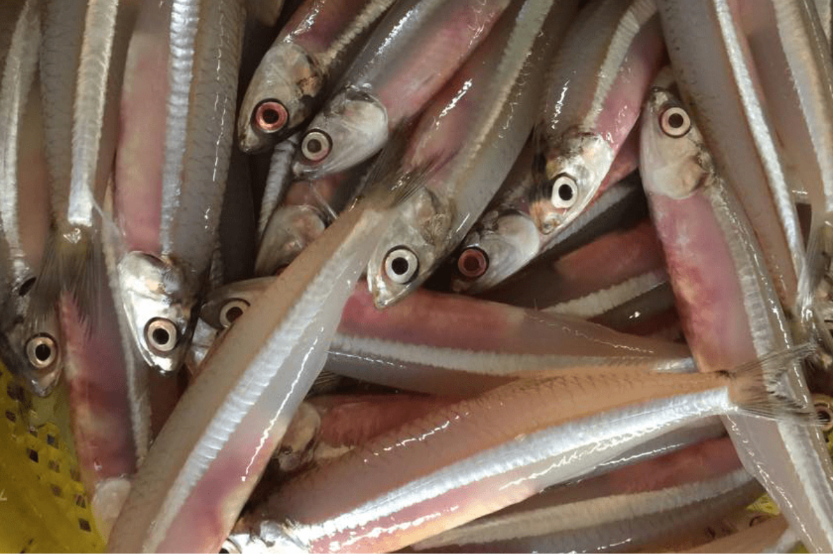 Cá cơm là “kho canxi” quý giá khi ăn cả con, đặc biệt là cả xương