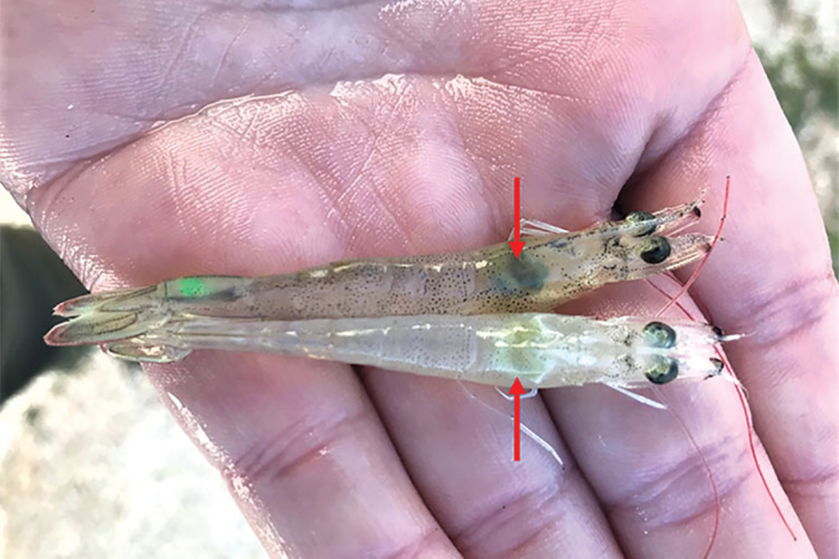 Tôm bị nhiễm AHPND có gan tụy màu nhạt so với tôm bình thường