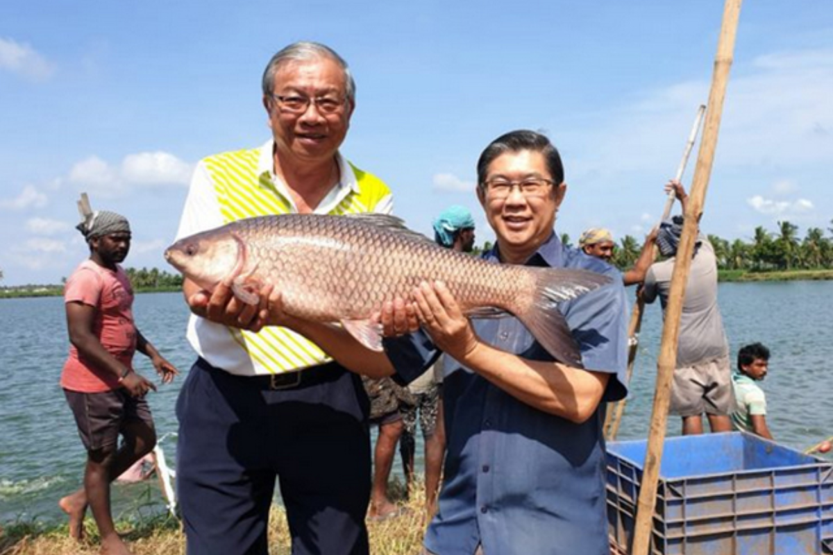 Cá trôi được du nhập vào Việt Nam từ Ấn Độ