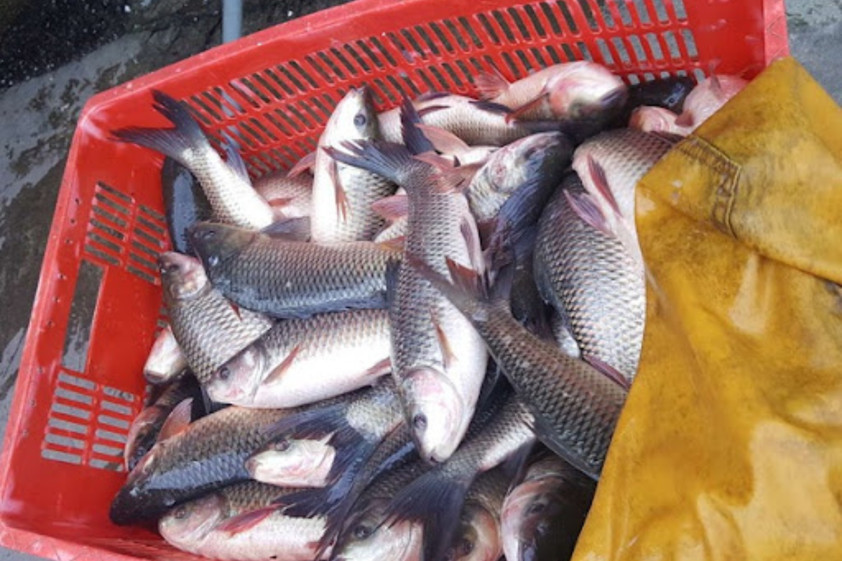 Cá trôi có 1 số thị trường xuất khẩu nhất định