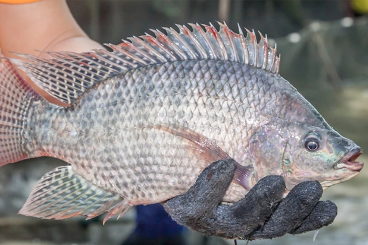 Cá rô phi đã hiện diện trong bữa cơm người Việt suốt hơn nửa thế kỷ