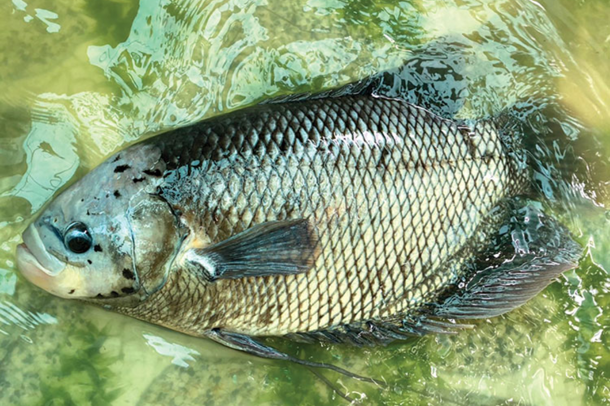 Cá tai tượng có thể được nuôi trong nhiều mô hình ao khác nhau