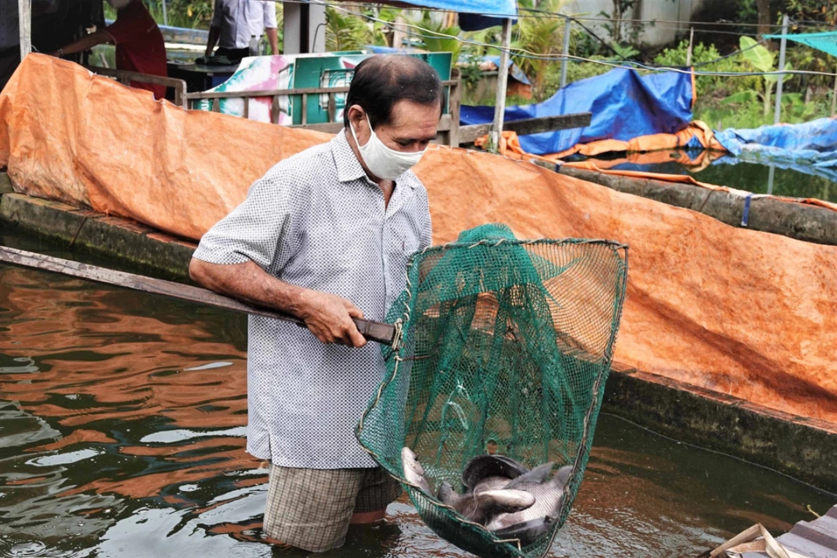 Cá tai tượng mang lại nguồn thu cho người nông dân