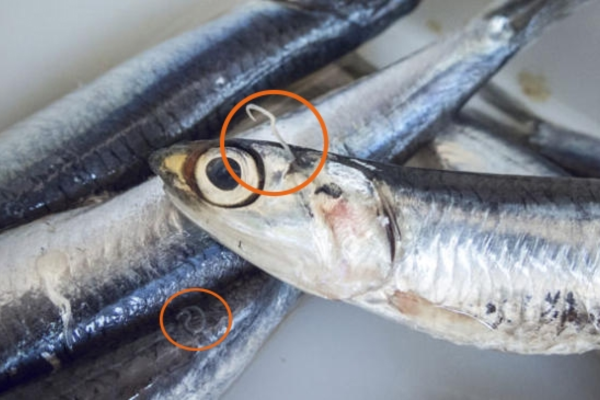 Giun anisakis trong cá biển