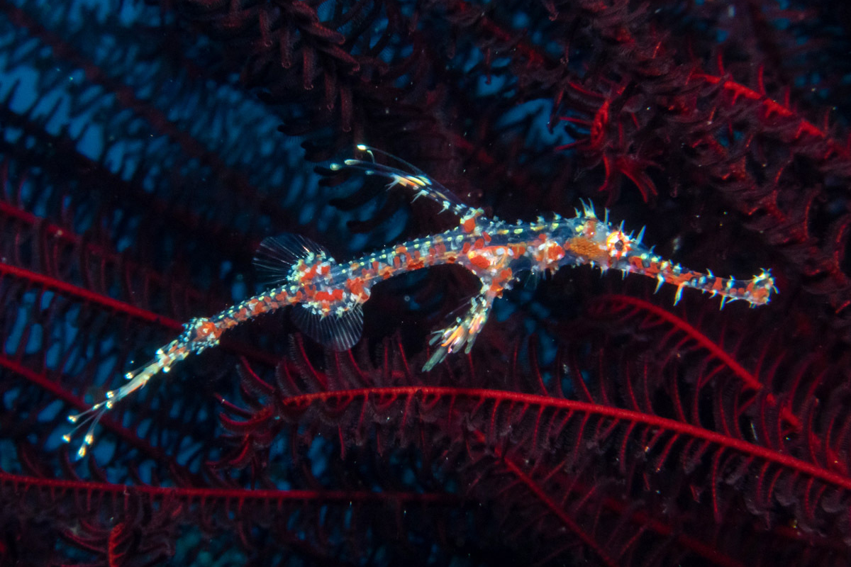 Cá dao cạo sở hữu ngoại hình khác biệt so với những họ hàng của chúng