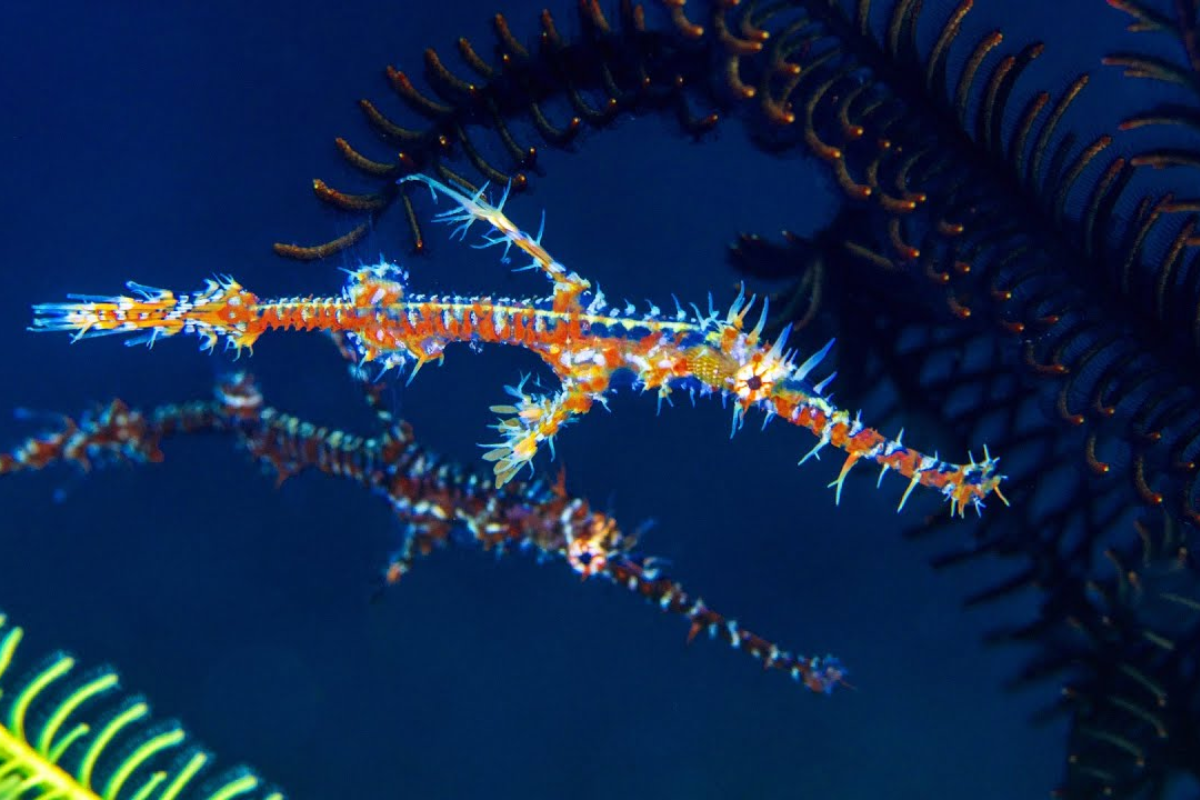  Những chú cá dao cạo con được ấp và nuôi dưỡng trong túi da của con cái