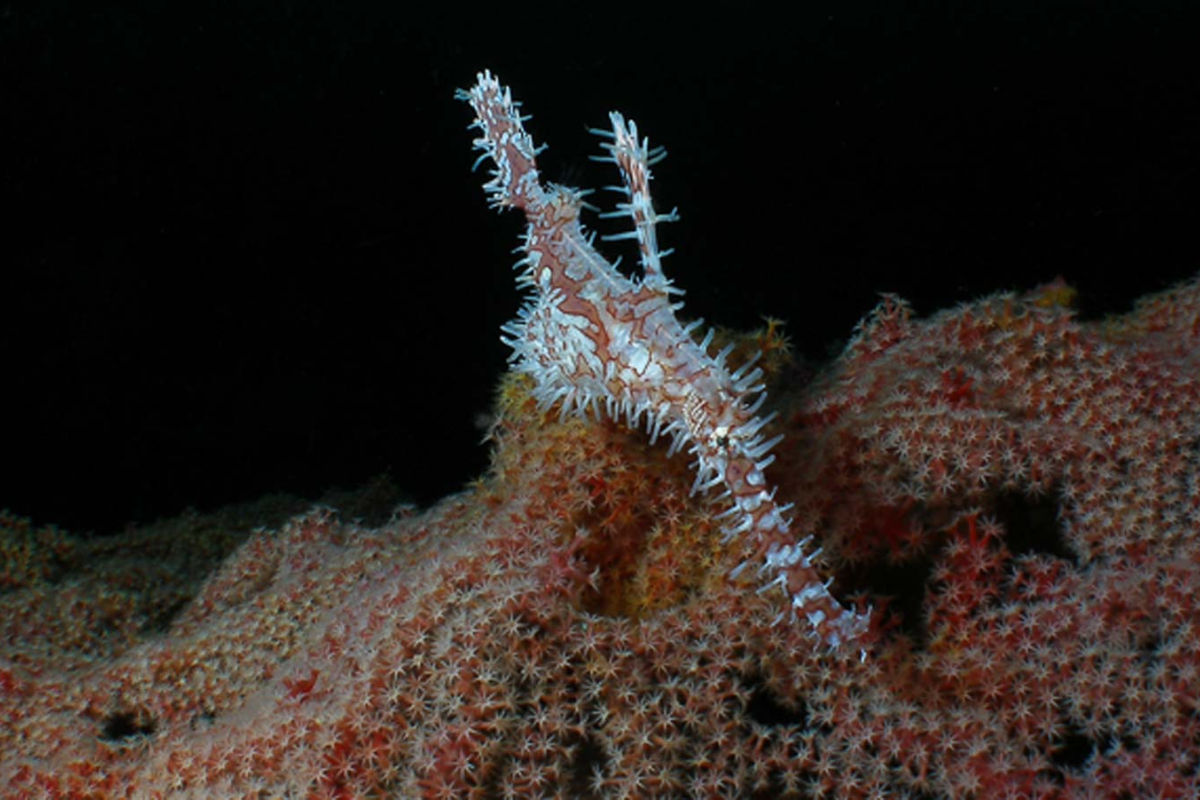 Cá dao cạo có thể ngụy trang thành một số loài thực vật khác nhau