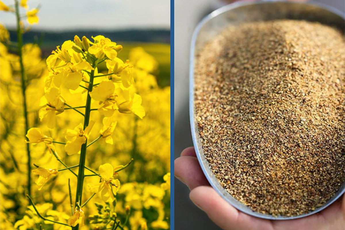 Bổ sung 10-20% protein cải dầu giúp cải thiện hiệu suất tăng trưởng và khả năng kháng bệnh do vi khuẩn Vibrio parahemolyticus gây ra trên tôm