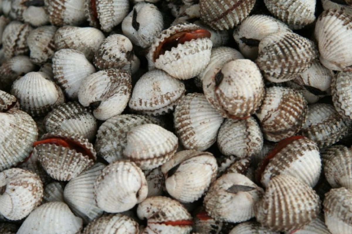 Cần tiêu thụ sò huyết với sự cẩn trọng nhất định