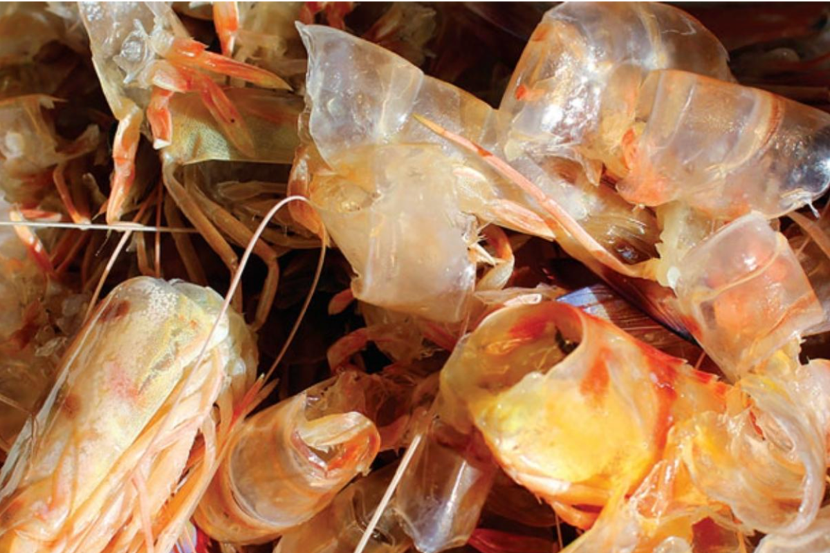 Biến vỏ tôm thành chitosan, từ phế thải thành sản phẩm có giá trị kinh tế cao