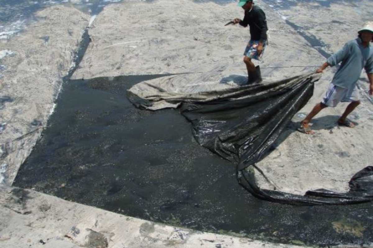 Vệ sinh ao nuôi, nguồn nước thật kỹ