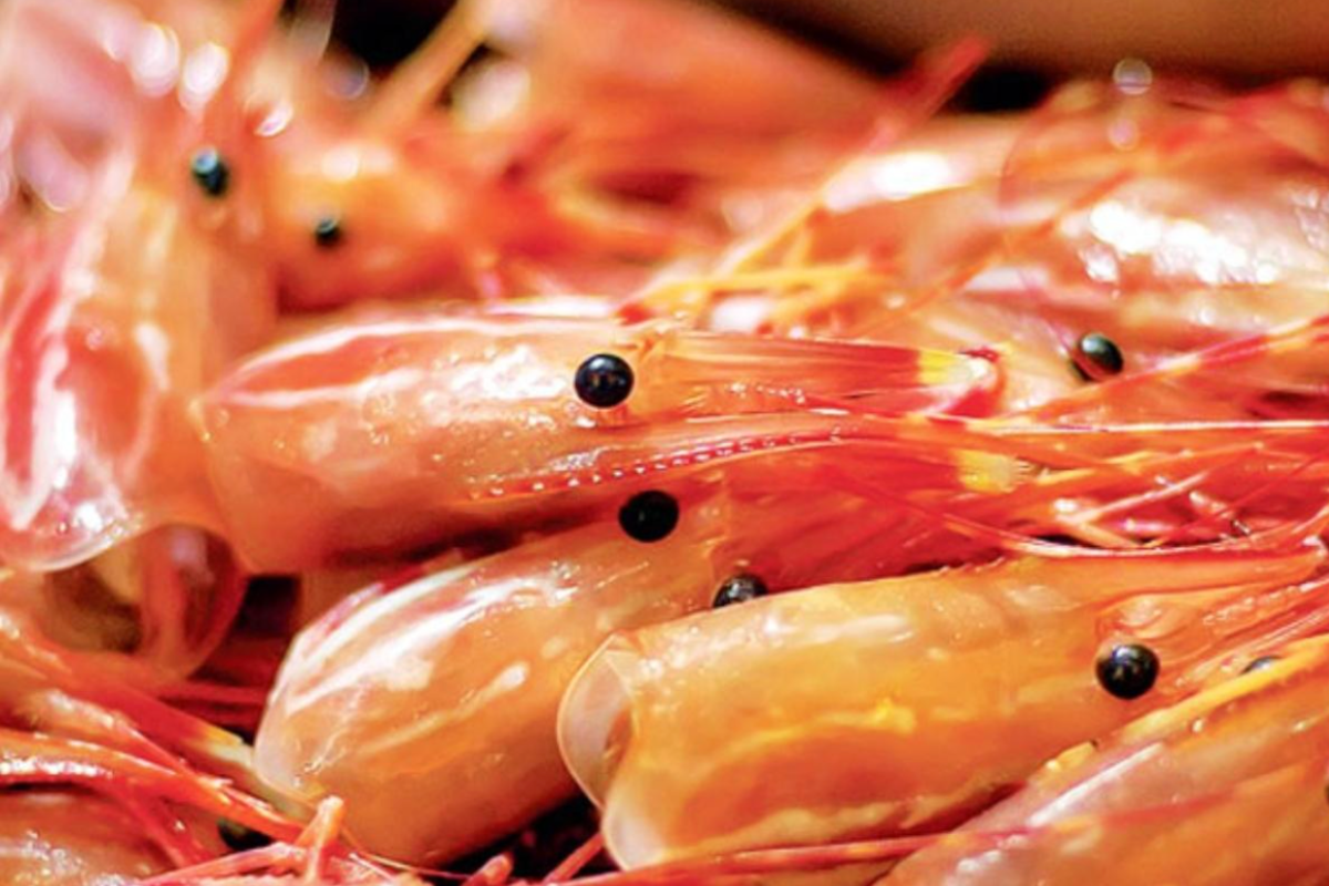 Vỏ tôm không còn là rác thải mà trở thành nguồn nguyên liệu quý giá