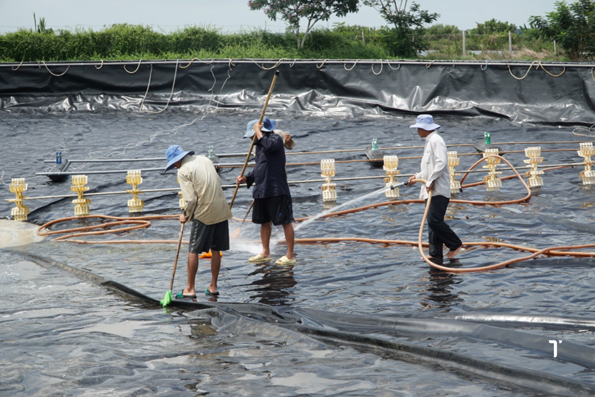 Xử lý bùn đáy sau mỗi vụ nuôi tôm