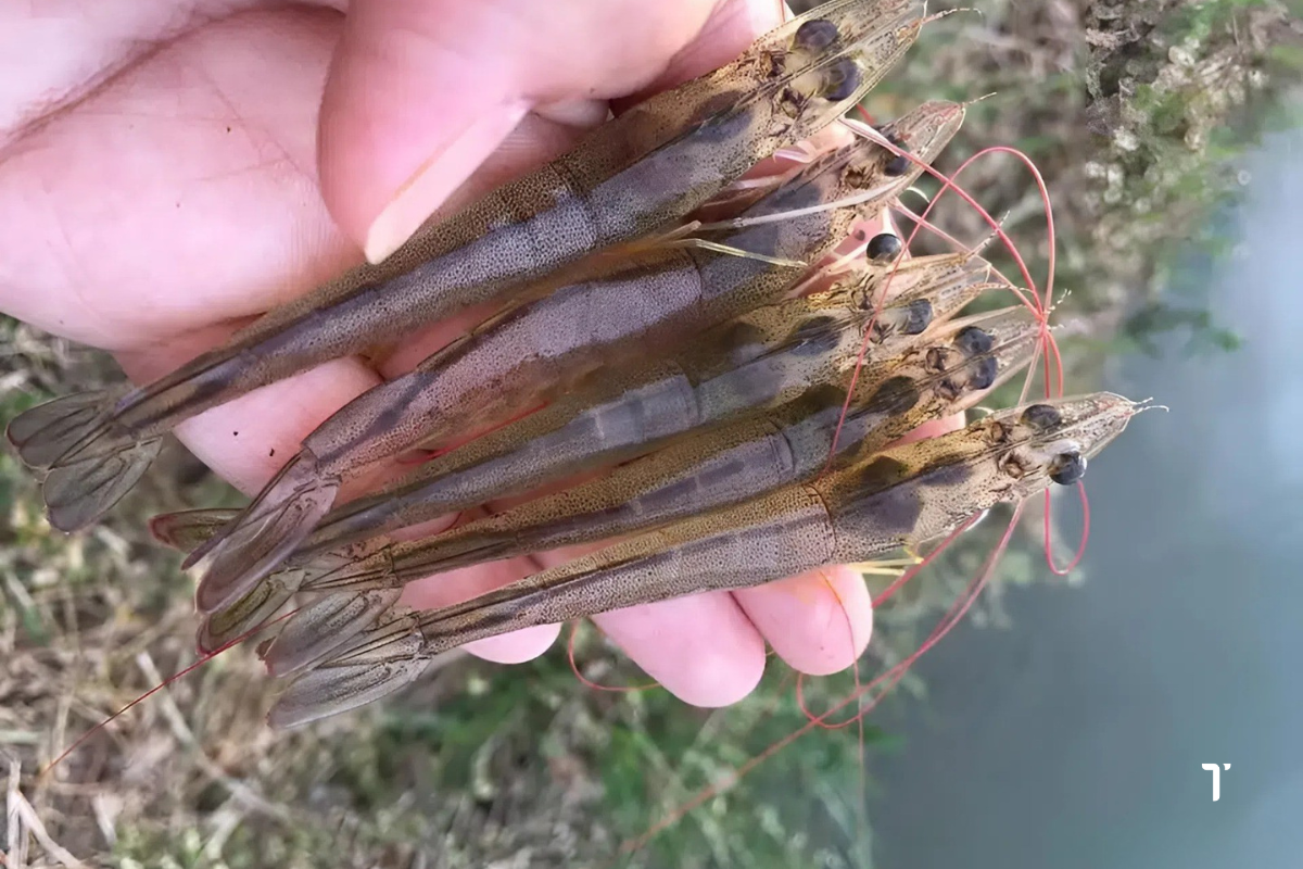 Silymarin có tác dụng rất tốt trong việc phục hồi và bảo vệ gan tôm