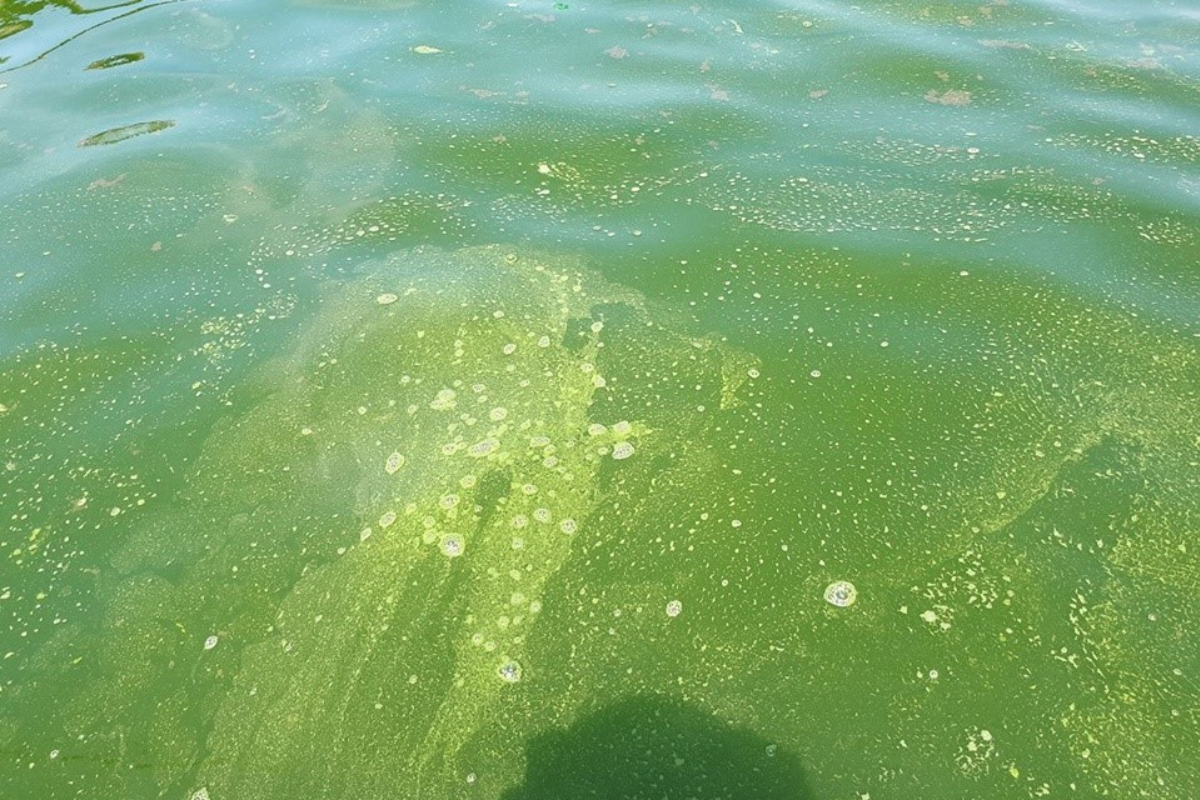 Nguyên nhân phổ biến khiến cá nổi đầu là sự sụt giảm nghiêm trọng oxy hòa tan trong nước do tảo trong ao