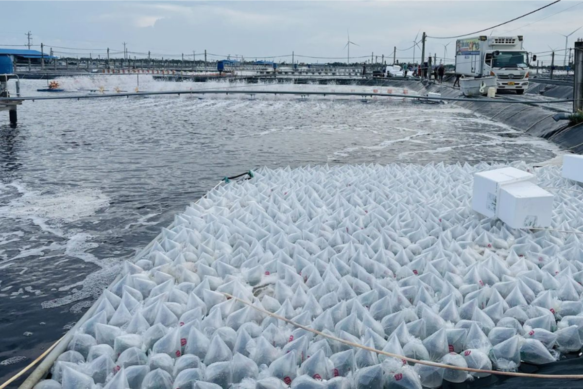 Cân bằng nhiệt dộ trong túi tôm post và nhiệt độ môi trường