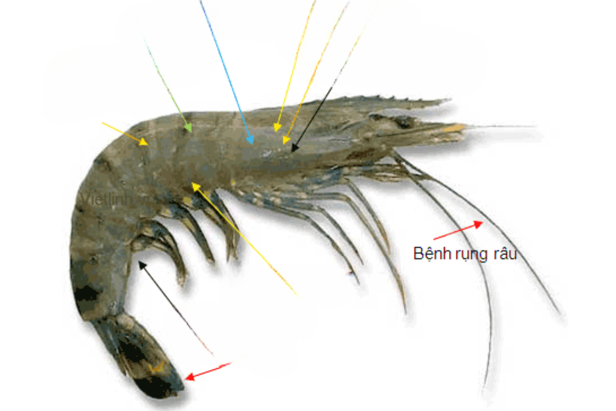 Nhờ bộ râu, tôm có thể định vị và cảm nhận môi trường xung quanh
