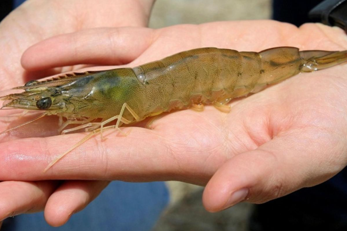 Sử dụng đúng các loại thức ăn phù hợp với tôm sẽ giúp tôm cải thiện hơn về chất lượng