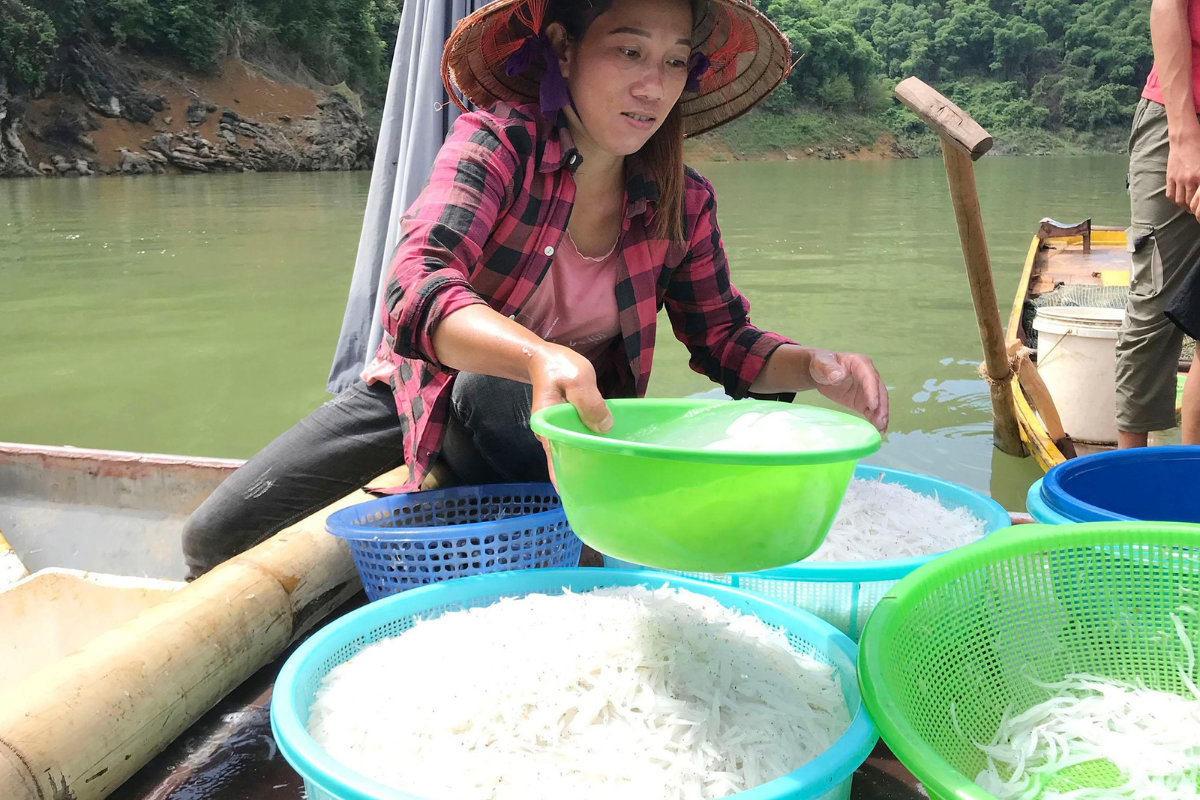 Cá ngần cần khai thác theo mùa vụ