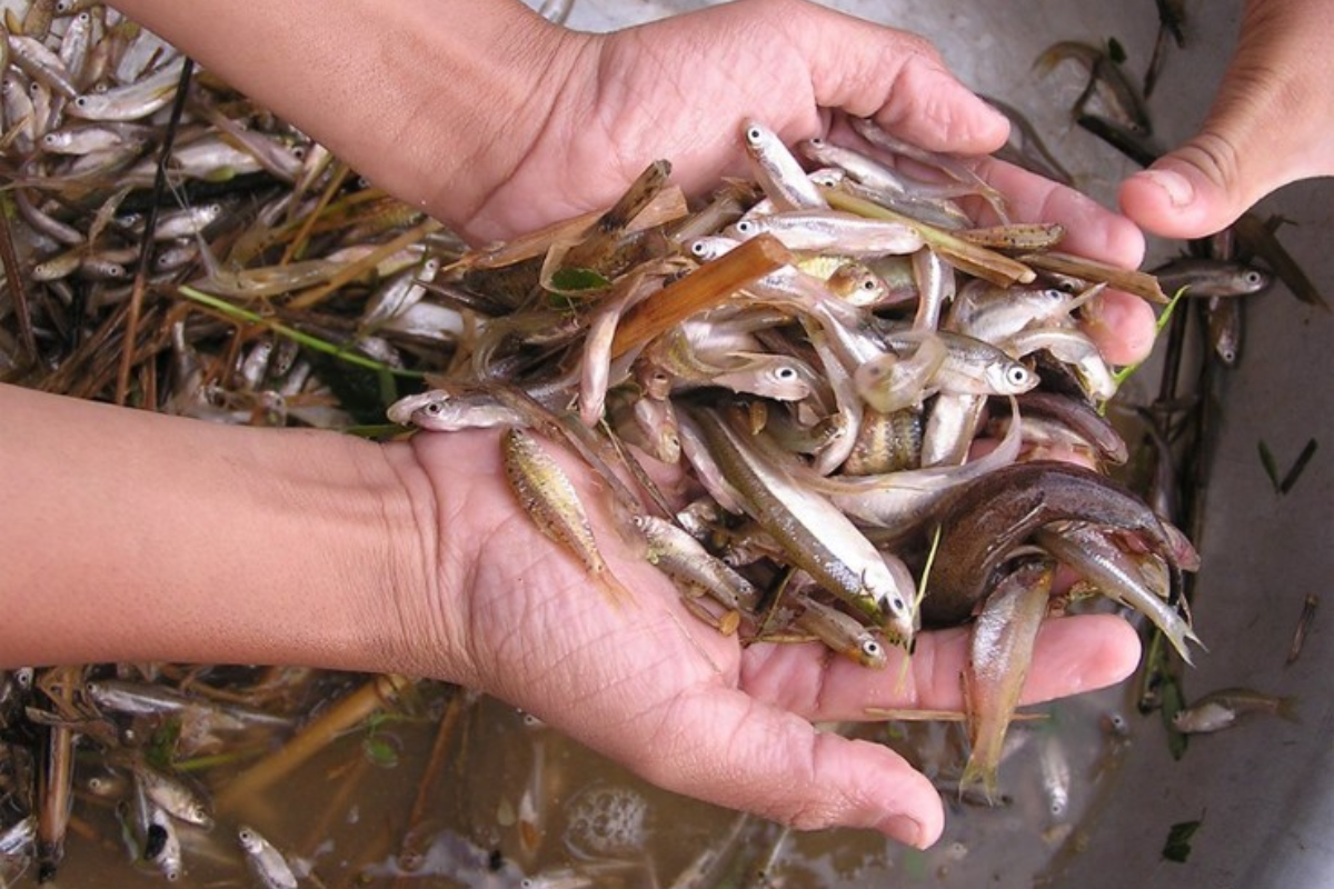 Việc khai thác cá cấn phụ thuộc nhiều vào tính mùa vụ