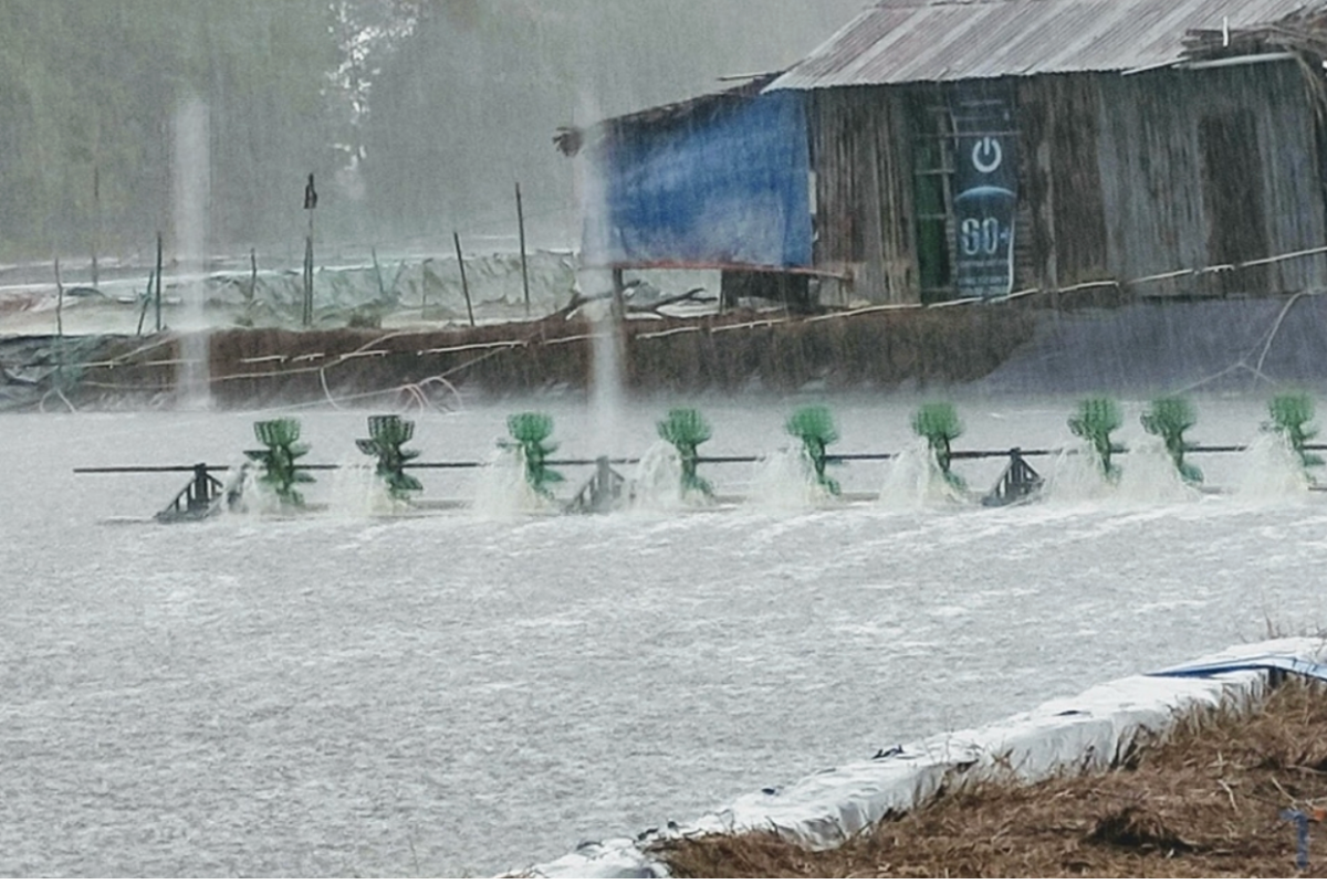 Quản lý ao nuôi trong điều kiện mưa bão để bảo vệ sức khỏe đàn nuôi