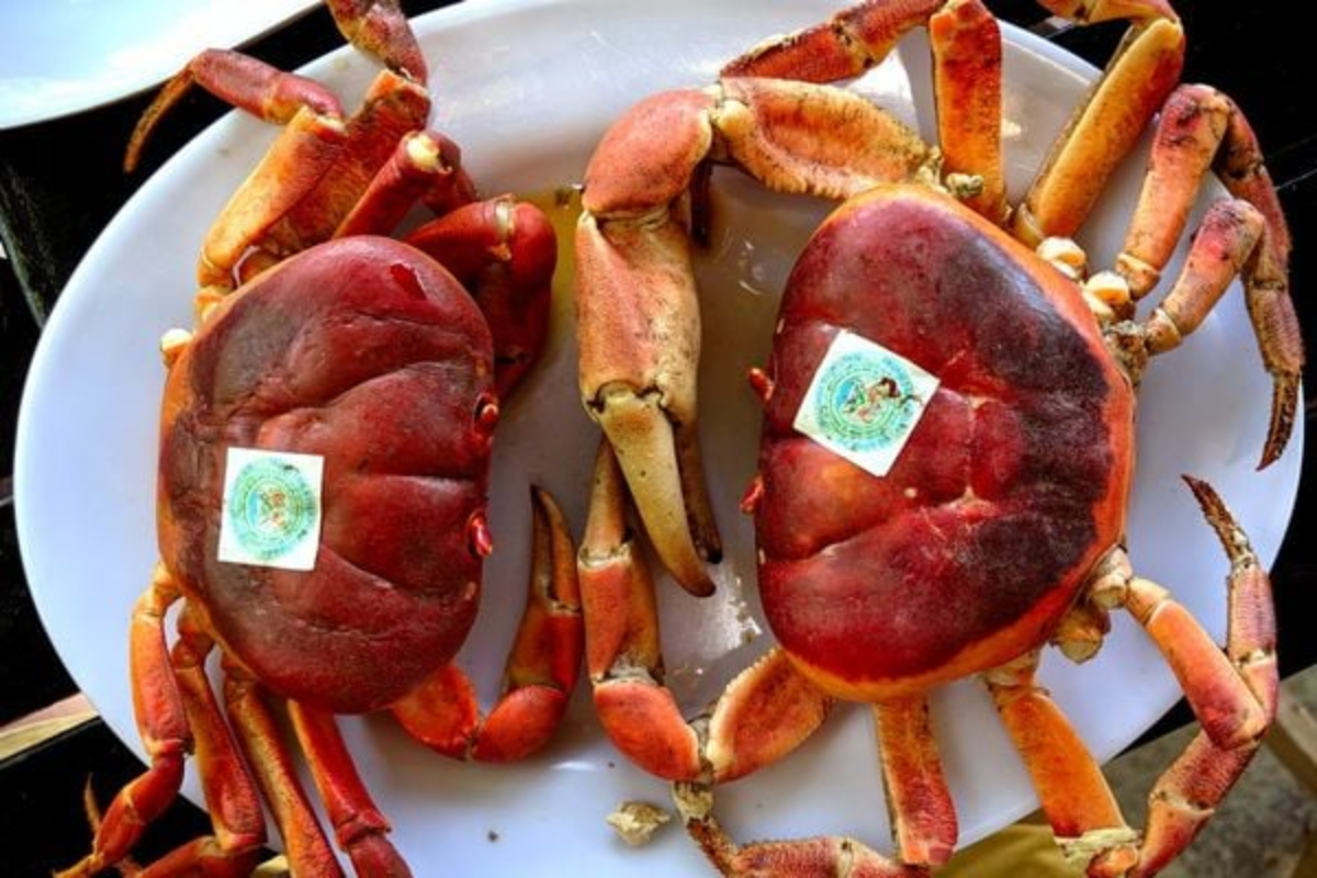 Cua đá là loại cua có thể có chứa độc tố