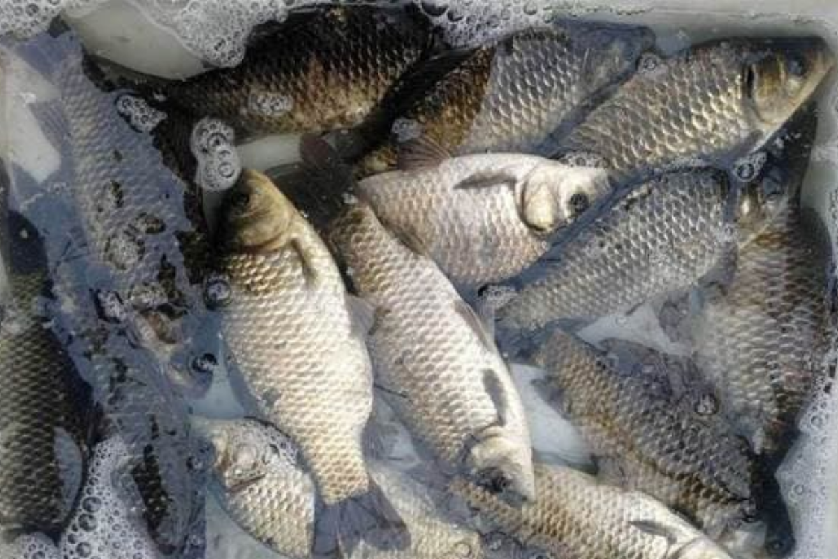 Cá diếc là 1 loài dễ nuôi