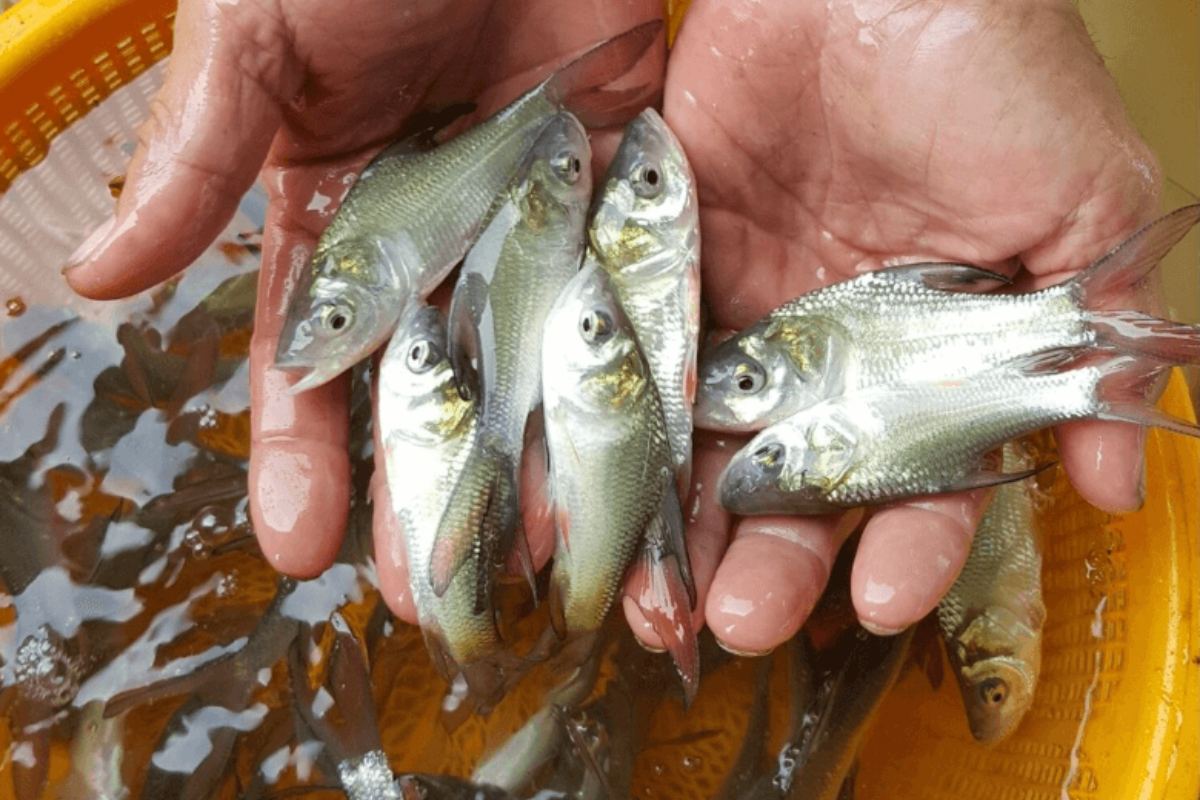 Vốn đầu tư đầu vào thấp là 1 ưu thế của cá diếc