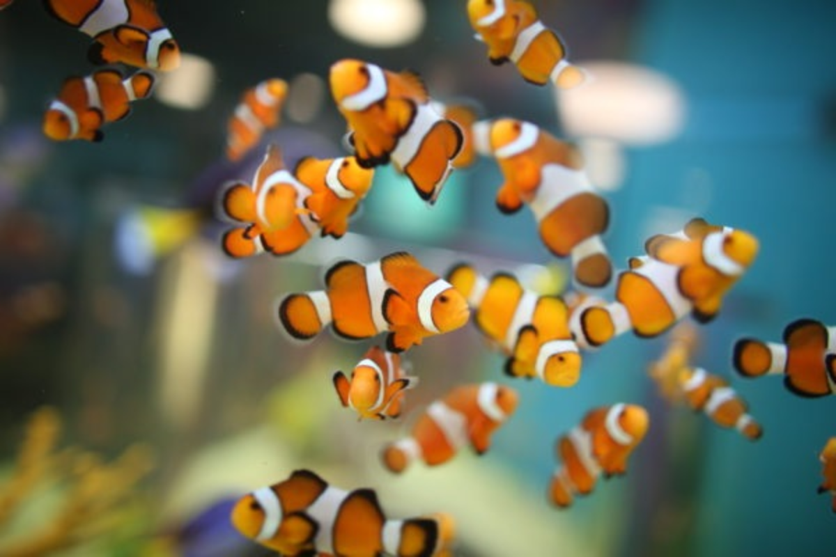 Kỹ thuật nuôi cá hề cần chú ý nhiều về chất lượng nước