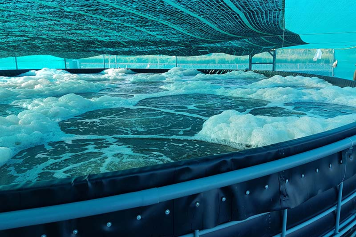 Ứng dụng công nghệ Biofloc cần nhiều vốn đầu tư