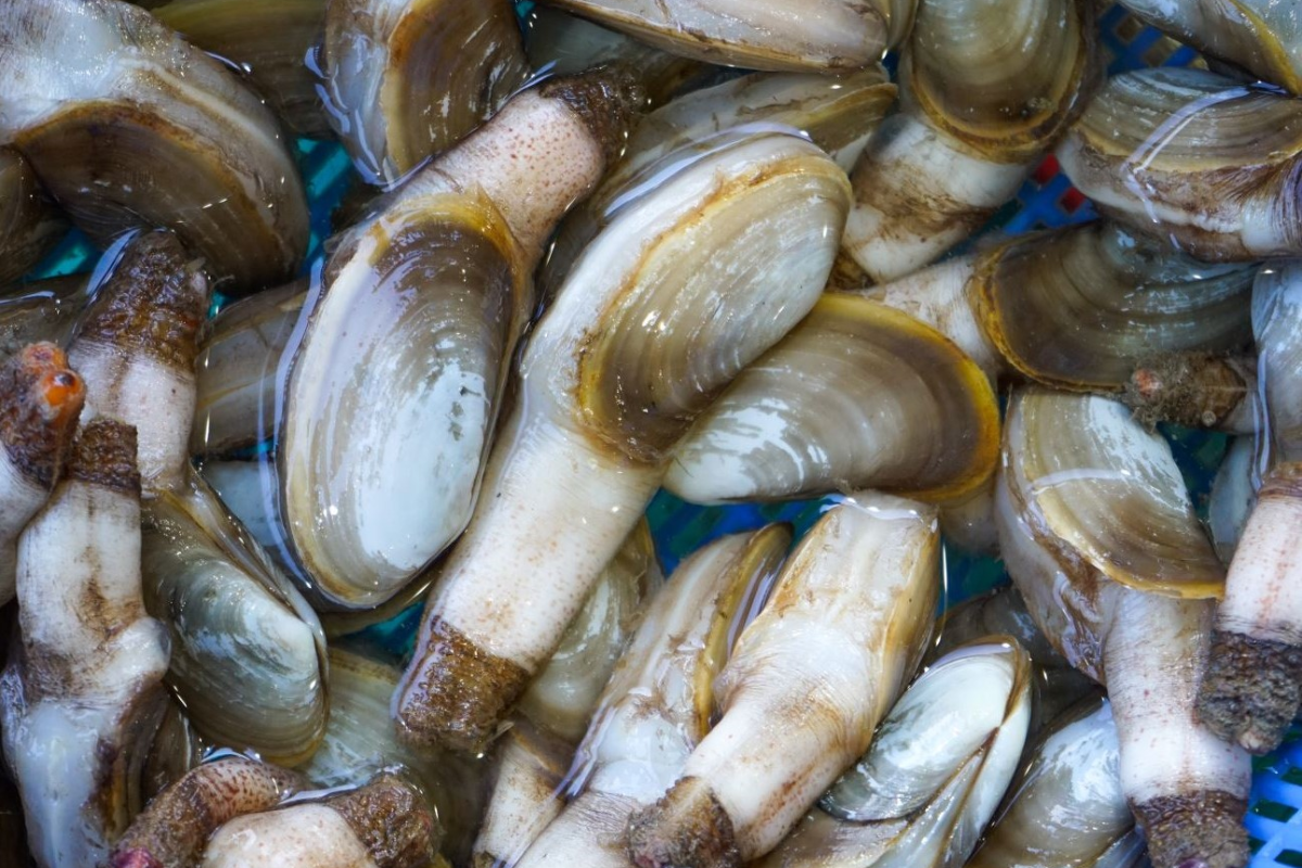 Giá trị kinh tế cao của tu hài