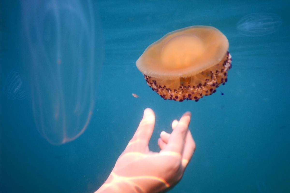 Cần cẩn thẩn với sứa