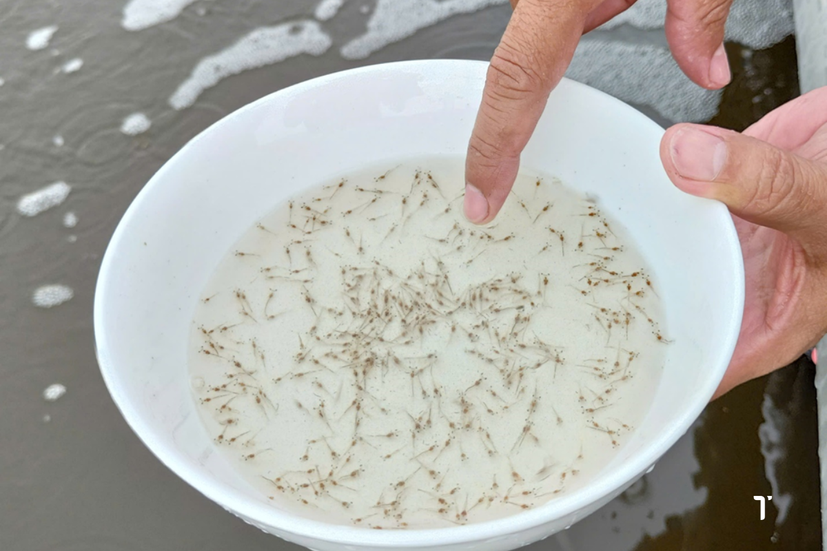 Lựa chọn con giống chất lượng