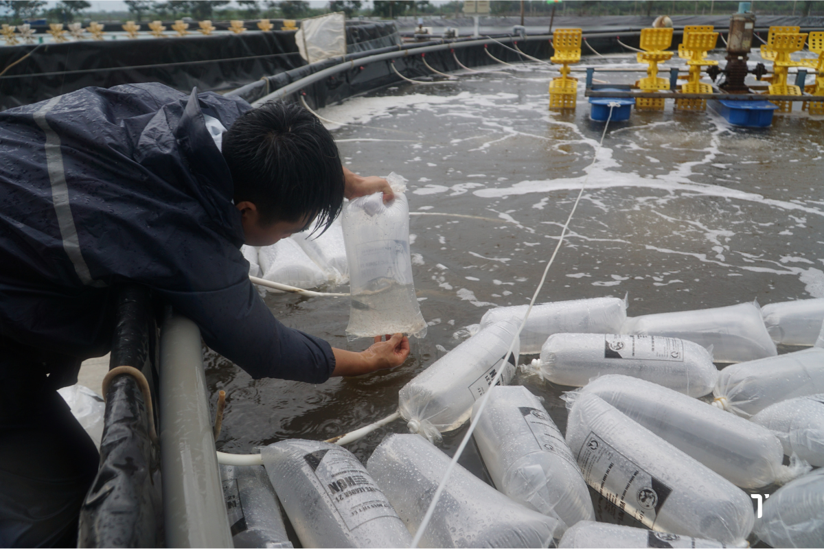 Ngâm túi chứa tôm trong ao 15-20 phút trước khi thả
