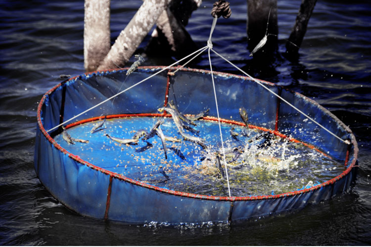 Nguyên nhân trực tiếp gây hiện tượng tôm cong thân là những cú sốc đột ngột từ môi trường