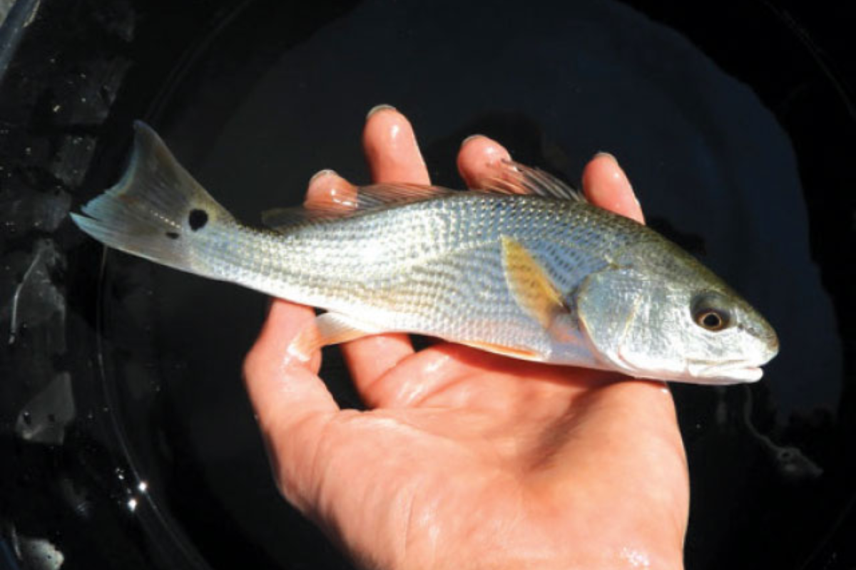 Hành trình bắt đầu từ những con giống ngoại nhập