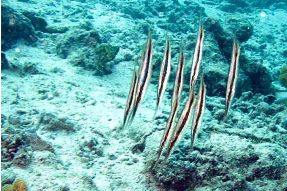 Cá múa sọc nâu nguỵ trang dưới nền đáy