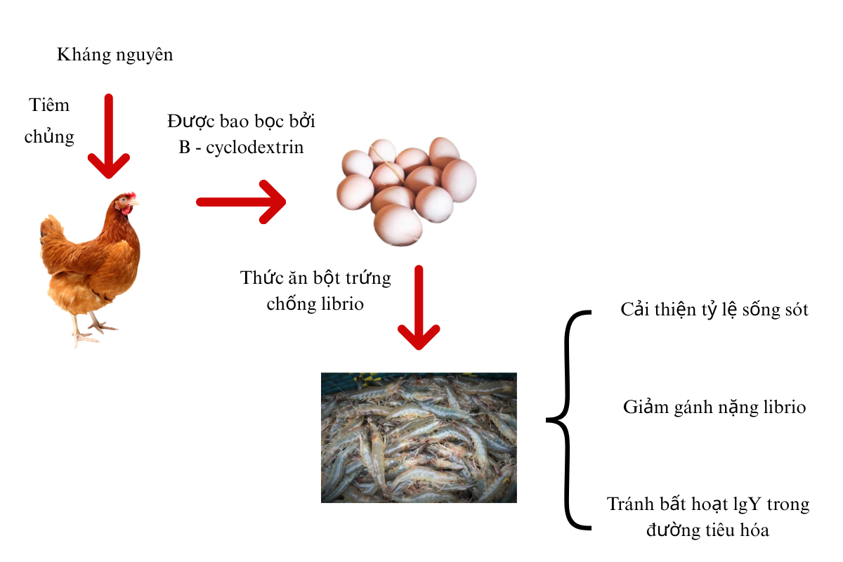 Miễn dịch thụ động của tôm chân trắng Litopenaeus chống lại Vibrio harveyi và Vibrio parahaemolyticus bằng lòng đỏ trứng (IgY)