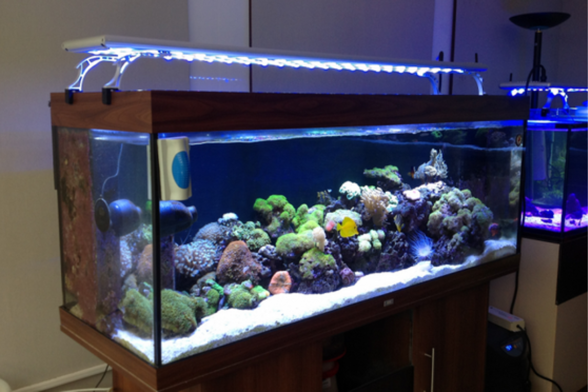 Đèn led giúp bể cá trông sinh động, có sức sống