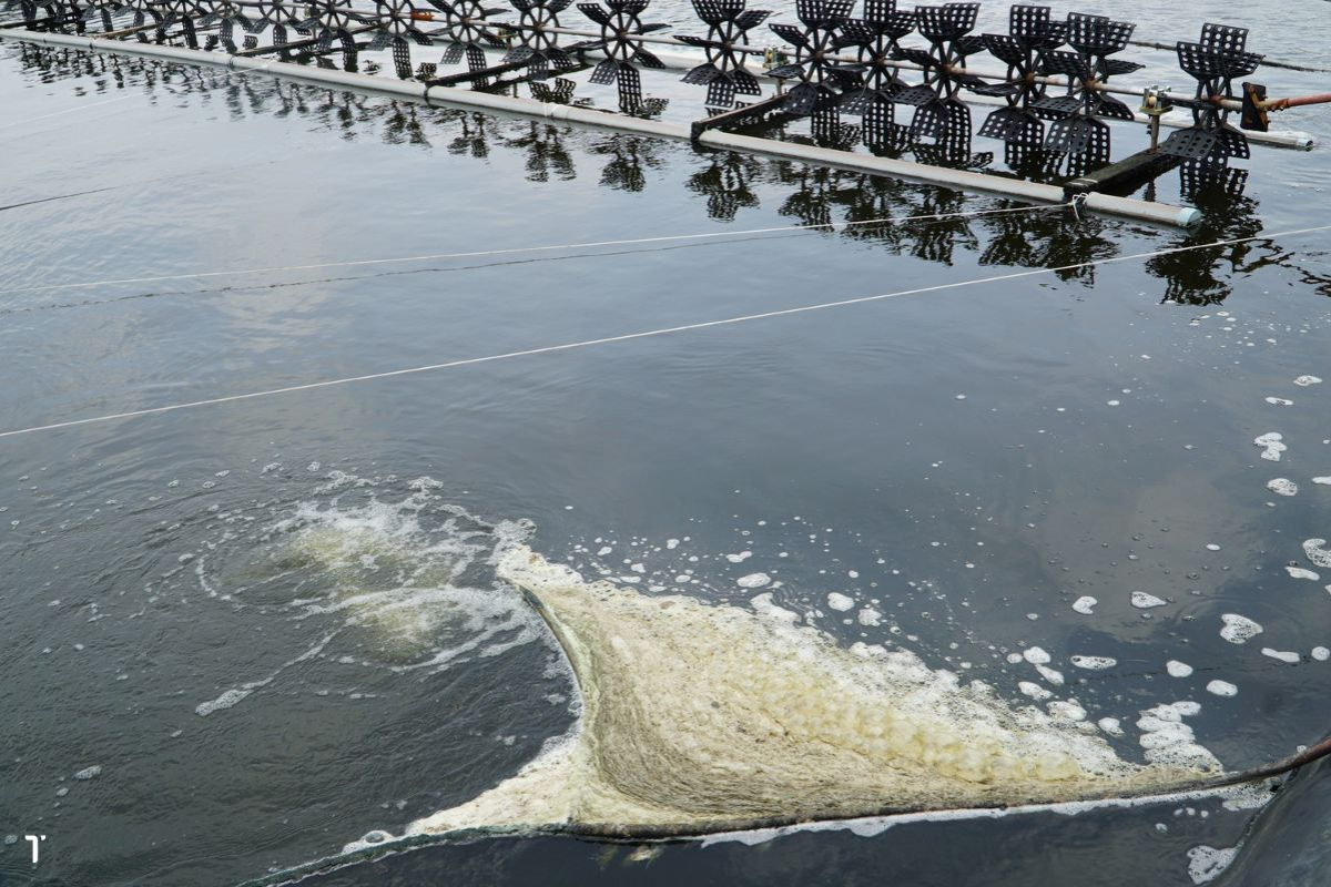 Váng bọt hình thành do ô nhiễm hữu cơ, đặc quánh ở phía cuối gió