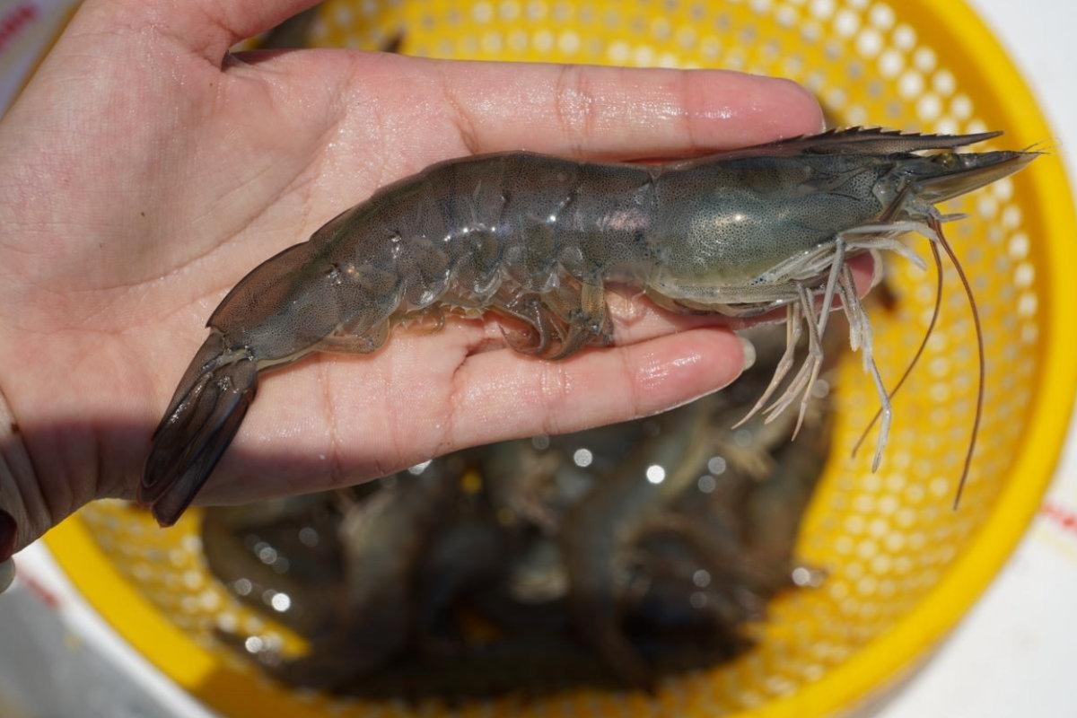 Tôm chất lượng cao, khởi đầu cho một chuỗi giá trị bền vững