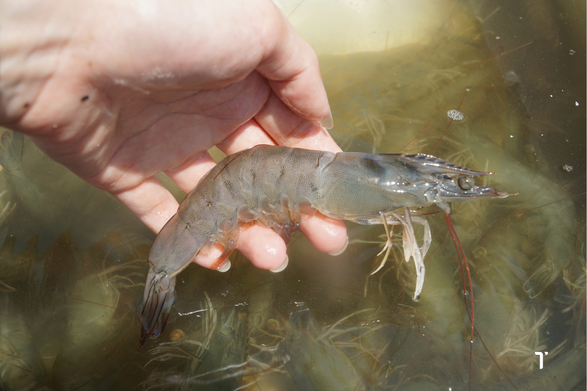 Tăng cường hệ miễn dịch giúp tôm phát triển tốt