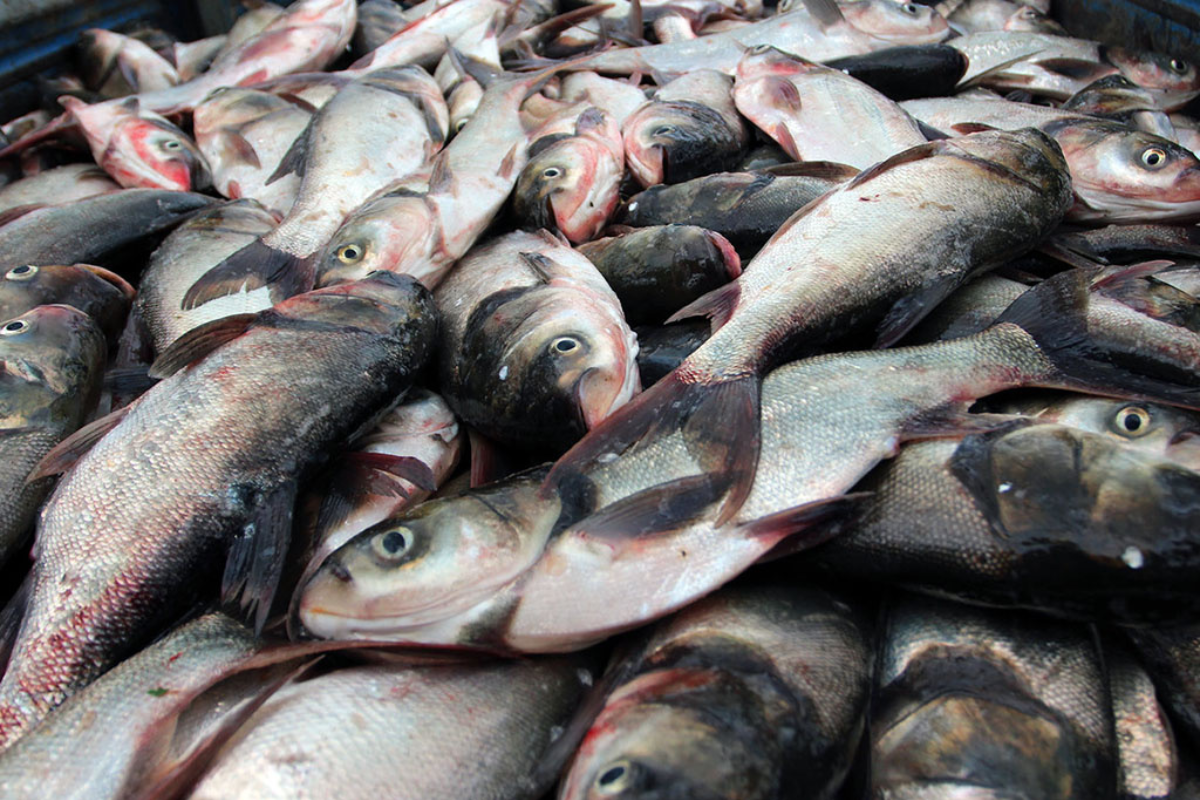 Cá mè hoa được nuôi phổ biến tại Việt Nam