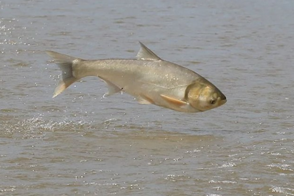 Cá mè hoa là loài cá được tiêu thụ nhiều tại Việt Nam