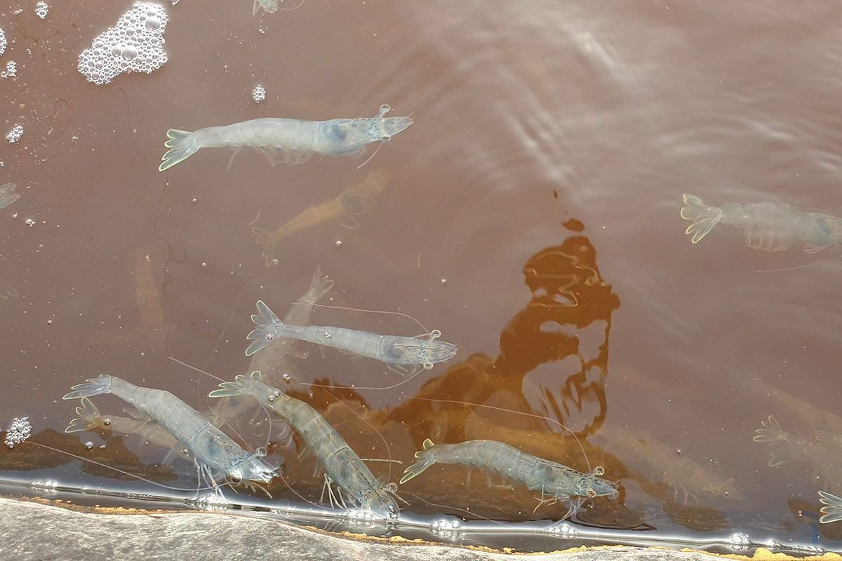 Việc tôm tập trung thành nhóm là một cơ chế sinh tồn khi môi trường sống trở nên bất ổn